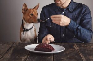 A man feeds a piece of meat to a curious Basenji dog, both seated at a rustic wooden table with a neutral backdrop.