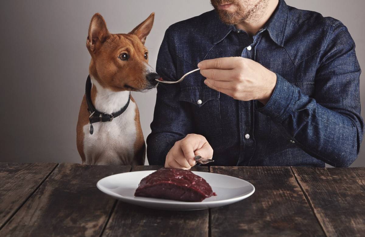 A man feeds a piece of meat to a curious Basenji dog, both seated at a rustic wooden table with a neutral backdrop.