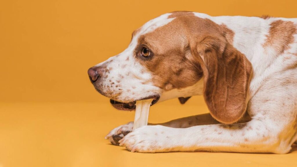 A playful beagle lying on a bright yellow background, chewing on a bone with an attentive expression.