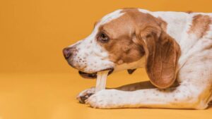 A playful beagle lying on a bright yellow background, chewing on a bone with an attentive expression.