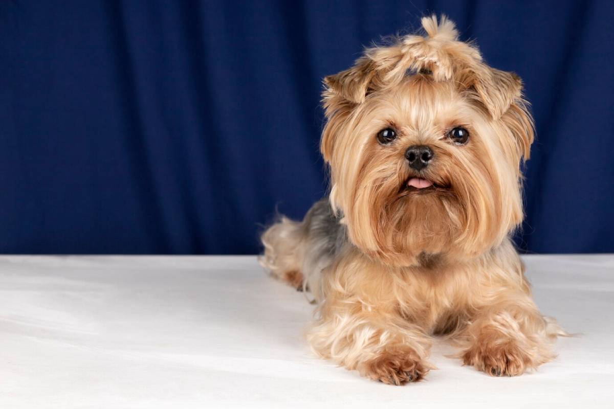 A fluffy Yorkshire Terrier lies on a white surface, with a deep blue backdrop enhancing its warm, golden-brown fur. 
