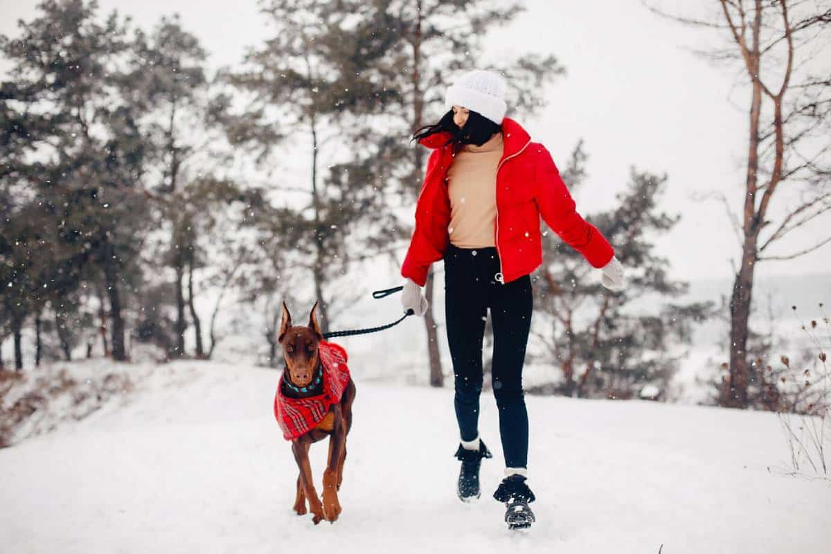 A person in a red jacket walks a Doberman in a cozy sweater through snowy woods, with snowflakes gently falling around them.