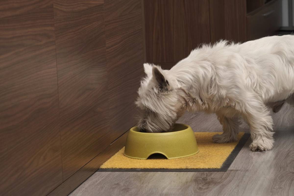 A small white dog feeds from a yellow bowl on a yellow mat, set against a wooden wall and modern kitchen backdrop.