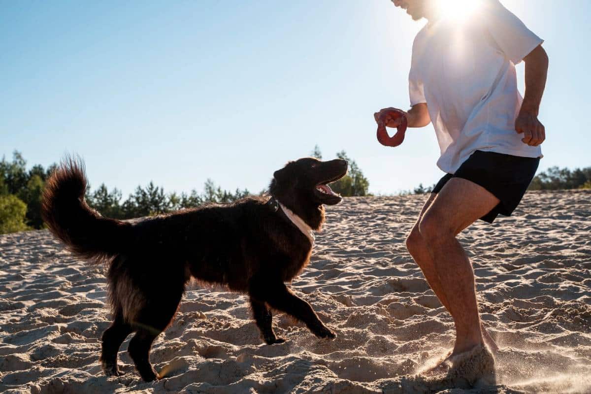 A man plays with a happy dog on a sandy beach, holding a toy ring while the sun shines brightly behind them.