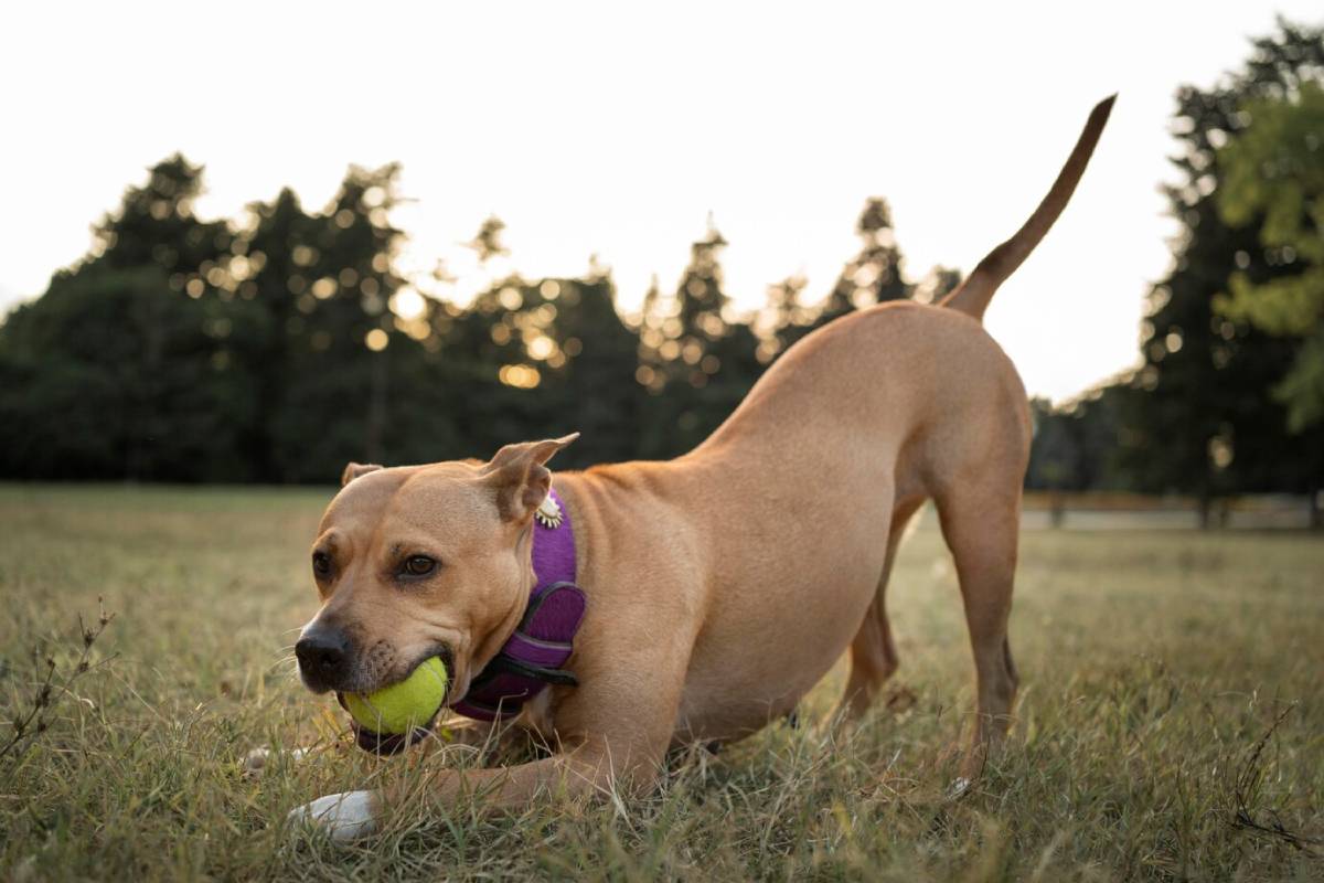 A playful brown dog with a purple harness holds a tennis ball in its mouth, lying in a grassy field at sunset. 