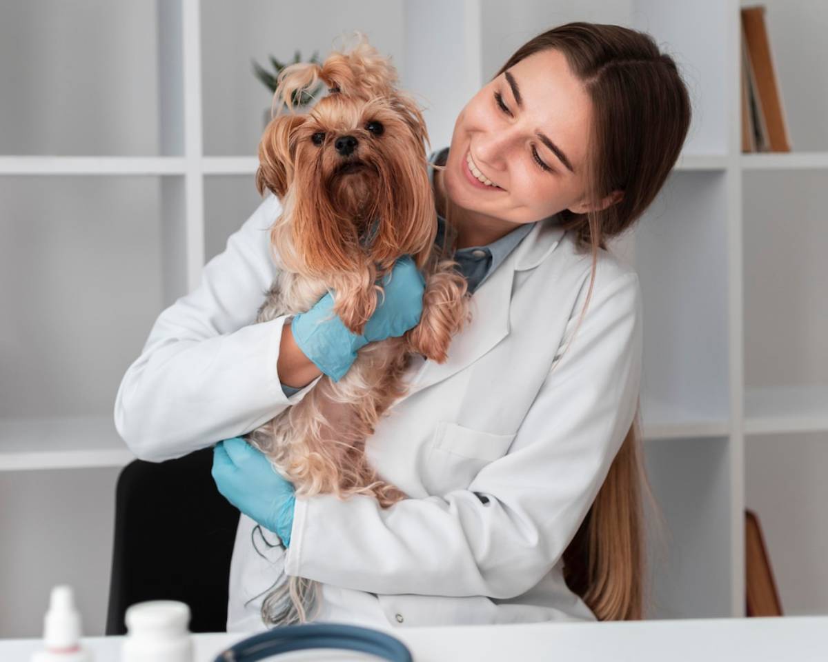 A veterinarian in a white coat holds a Yorkshire Terrier, both appearing calm in a bright, tidy clinic setting. 