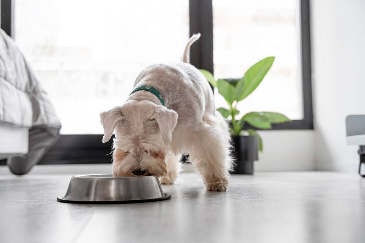 A dog, with a green collar, is eating from a stainless steel bowl on a gray floor, set in a sunlit room with plants nearby. 