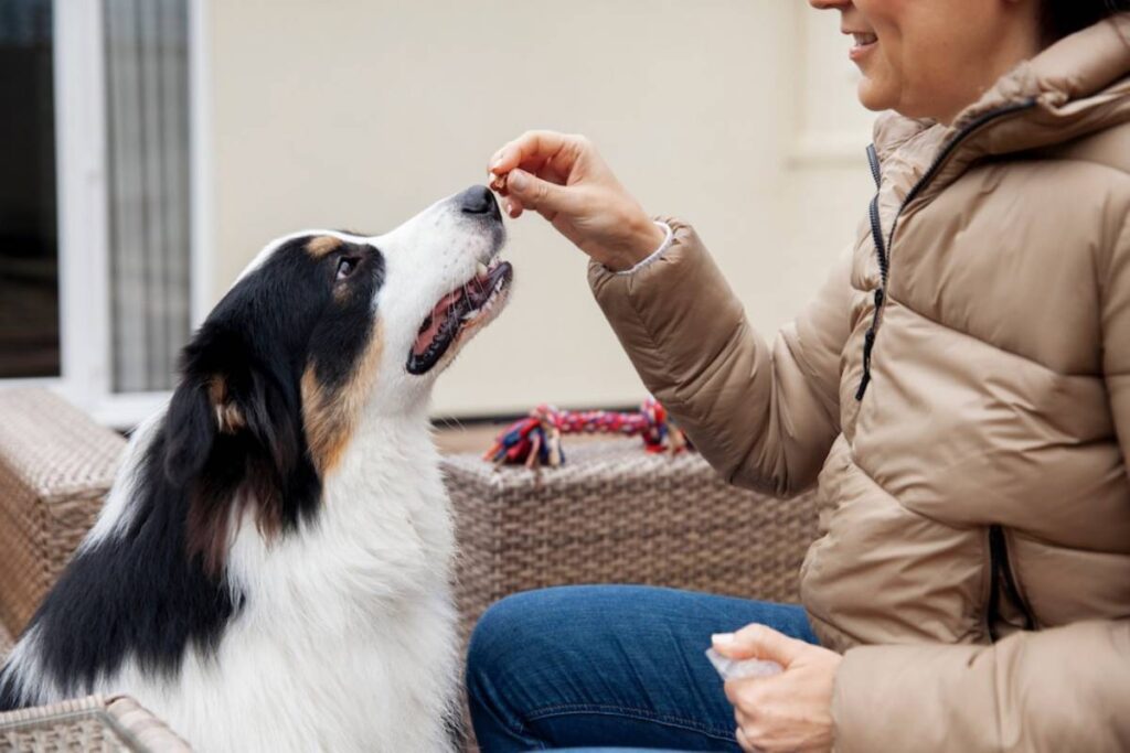 A woman feeds a treat to an eager dog, both smiling, surrounded by outdoor furniture and a playful dog toy nearby.