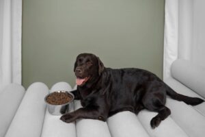 A happy black Labrador retriever lying on a plush surface next to a bowl of dog food, set against a green background.