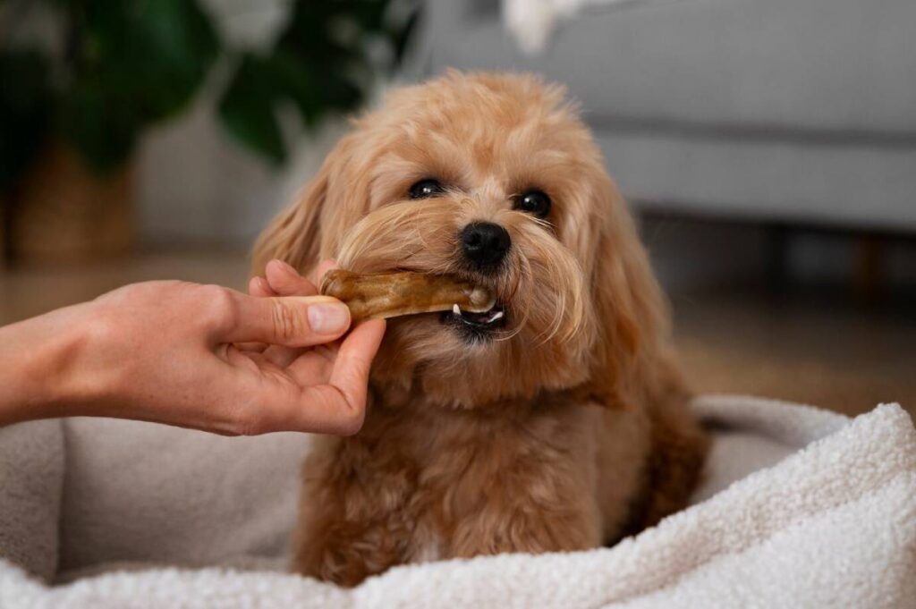 A small, fluffy dog enjoys chewing a bone while a hand gently holds it, surrounded by a cozy blanket and home decor.