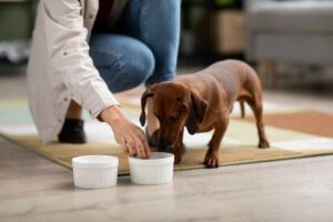 A person kneels beside two white dog bowls on a rug, while a dachshund eagerly sniffs one bowl.