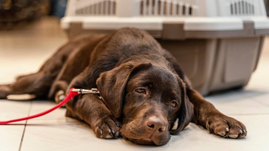 A brown Labrador Retriever lies on the floor, tethered by a red leash next to a pet carrier.