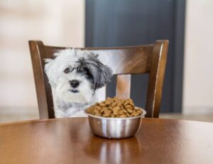A fluffy dog with black and white fur sits expectantly at a table in front of a bowl of dog food.