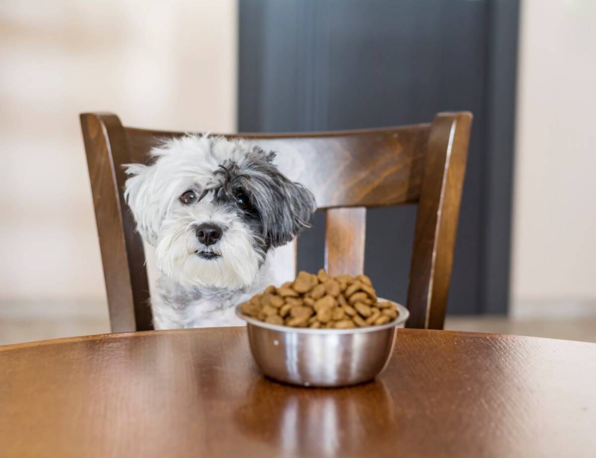 A fluffy dog with black and white fur sits expectantly at a table in front of a bowl of dog food.