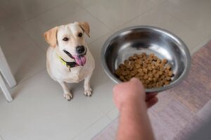 A happy yellow Labrador sits eagerly in front of a hand holding a bowl of dog kibble, ready for its meal.