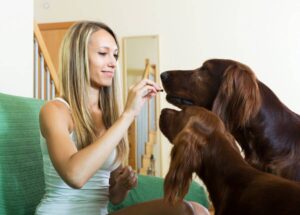 A woman sitting on a green couch interacts with two attentive golden retrievers, offering them a treat in a bright, inviting room.