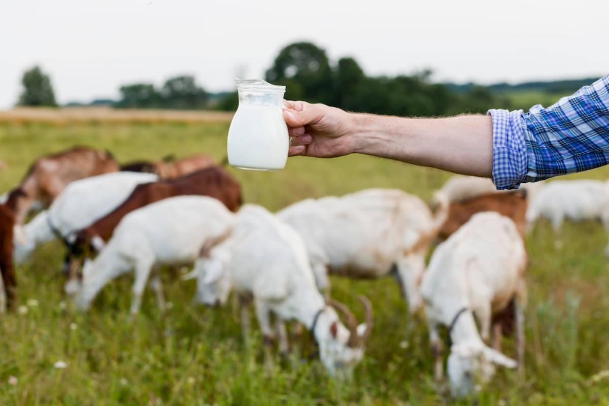 A farmer in a blue checked shirt holds a jug of fresh milk, with grazing goats in a green field in the background. 