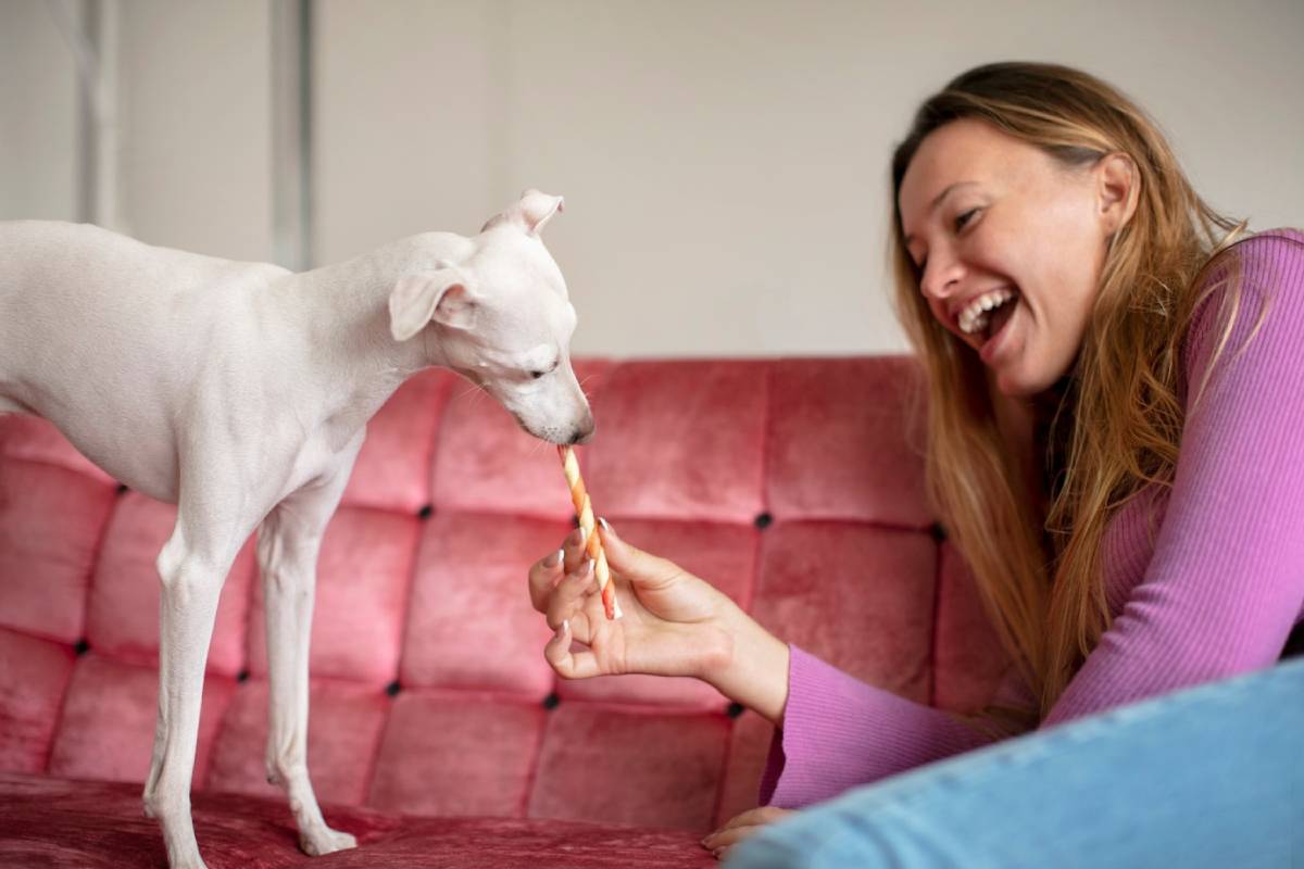A white dog reaches for a treat held by a person's hand, sitting on a plush, pink couch. The scene captures a friendly interaction. 