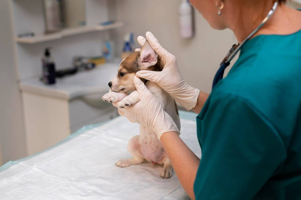 A veterinarian examines a puppy, gently holding its head while wearing gloves, in a bright, clinical setting.