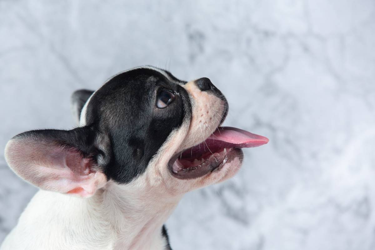 A close-up of a French Bulldog with a black and white coat, panting and  looking to the side against a textured background.