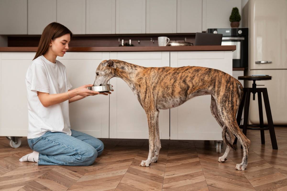 A striped greyhound stands beside a person kneeling and holding a silver bowl, in a modern kitchen setting.