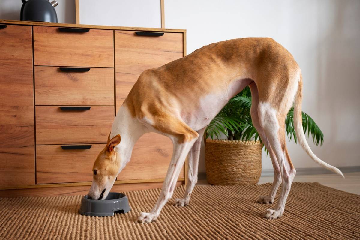  A slender greyhound eats from a gray bowl in a cozy room, with wooden furniture and a potted plant in the background.