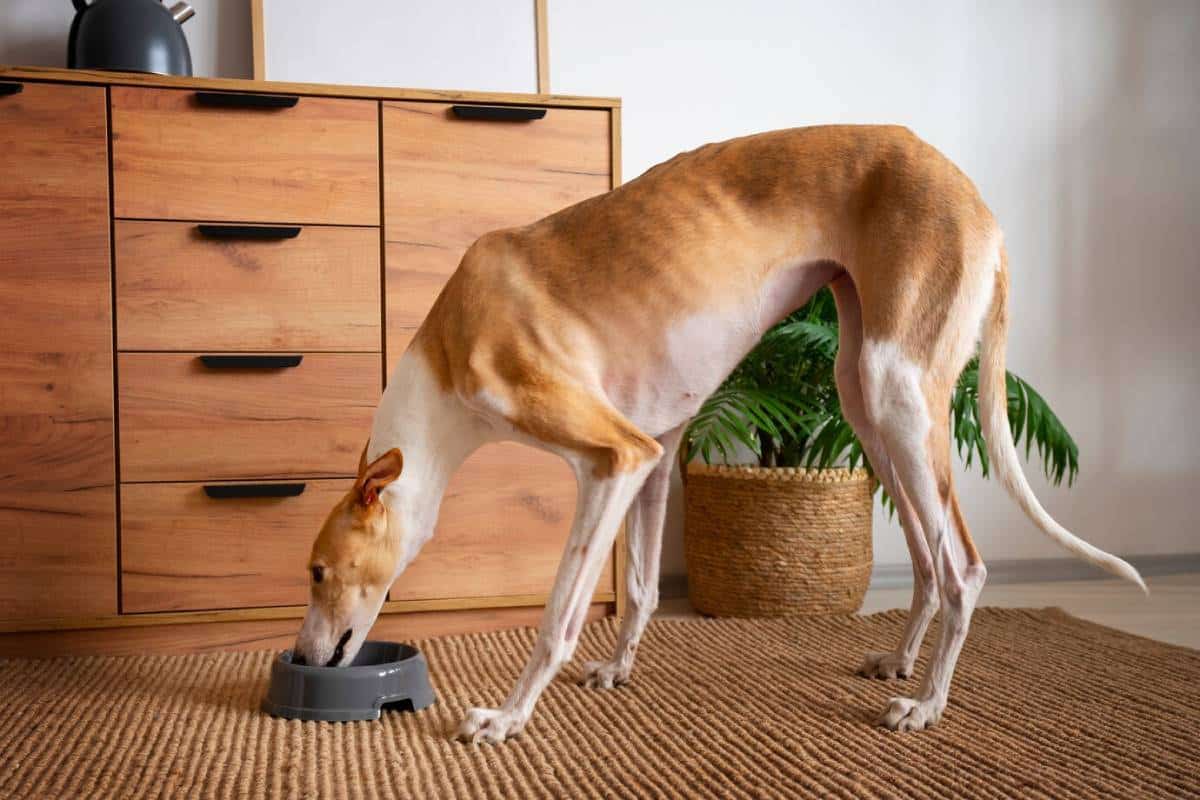 A slender greyhound eats from a gray bowl in a cozy room, with wooden furniture and a potted plant in the background.
