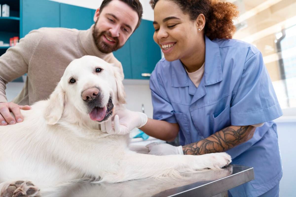 A friendly golden retriever lying on a veterinary table, receiving gentle care from a veterinarian and a person.