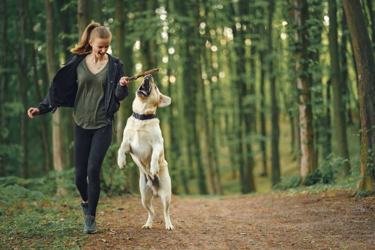 A dog jumps excitedly for a stick held by its owner, both enjoying a playful moment in a lush green forest.