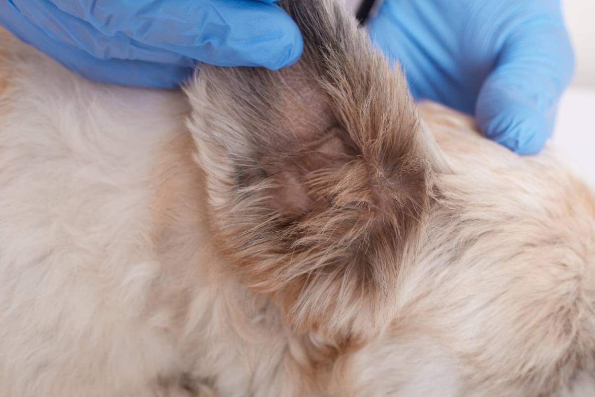 A close-up of a veterinarian's gloved hand inspecting a dog's ear for signs of infection or health issues. 