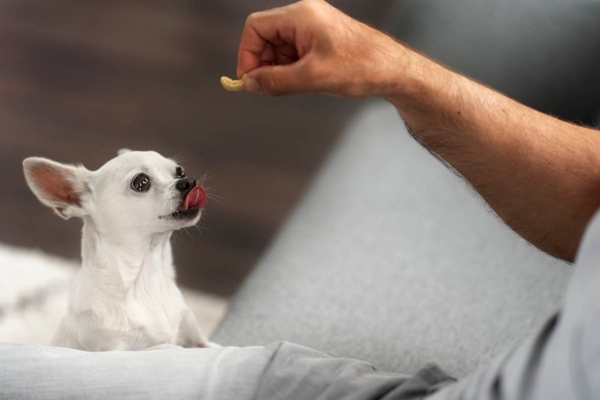  A person offers a treat to a small white dog, who eagerly licks its lips in anticipation, sitting on a cozy couch.
