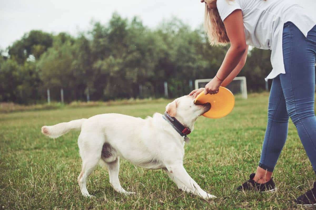 A playful Labrador retriever grabs an orange frisbee from a person's hand in a grassy field, surrounded by trees.